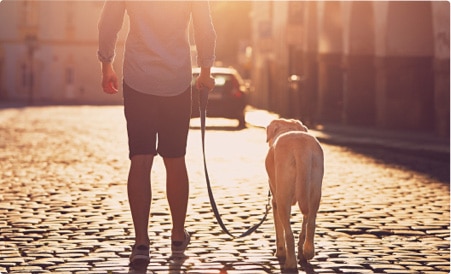 Fit Dog Walker Insurance into Your Budget Fit Dog Walker Insurance into Your Budget