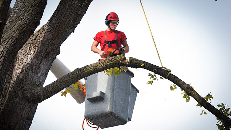 Tree removal toronto