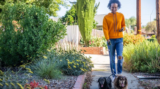 Dog walking legal requirements and laws every dog walker must know