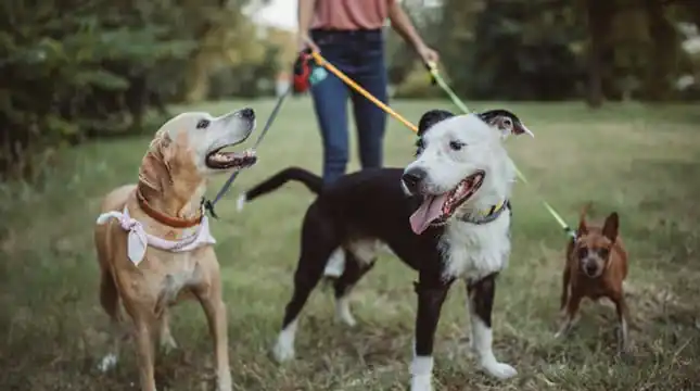 .Dog Walking Business Plan that Will Help Your Business Grow