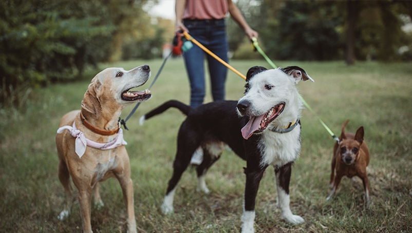 Create a Dog Walking Business Plan that Will Help Your