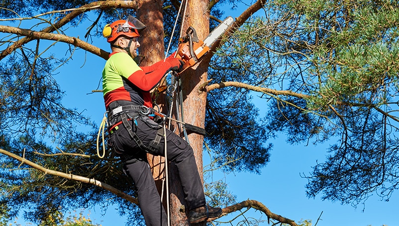 tree trimming property damage