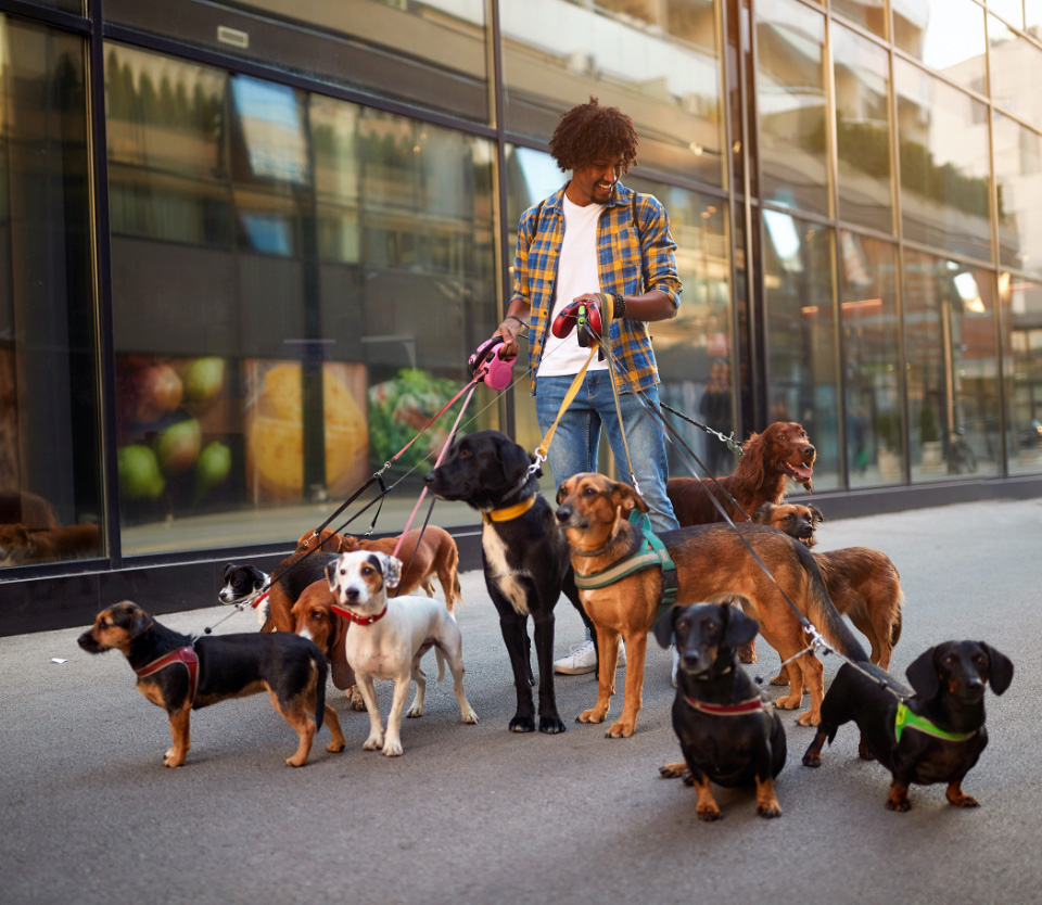 Self Employed Dog Walker Insurance Dog Walker Insurance