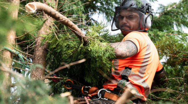 How to Get a Tree Trimming License? Grow Your Career