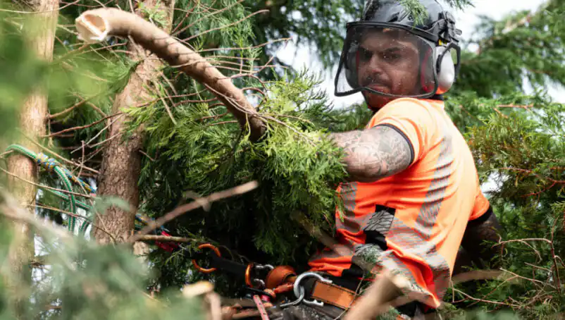How to Get a Tree Trimming License? Grow Your Career