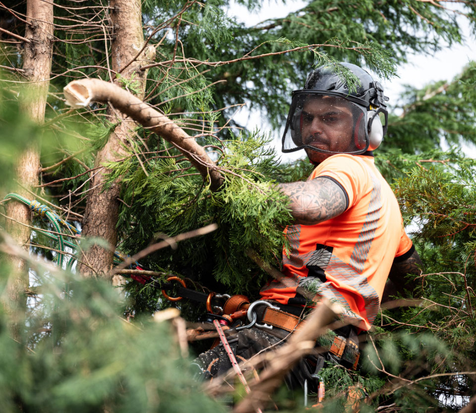 How to Get a Tree Trimming License? Grow Your Career