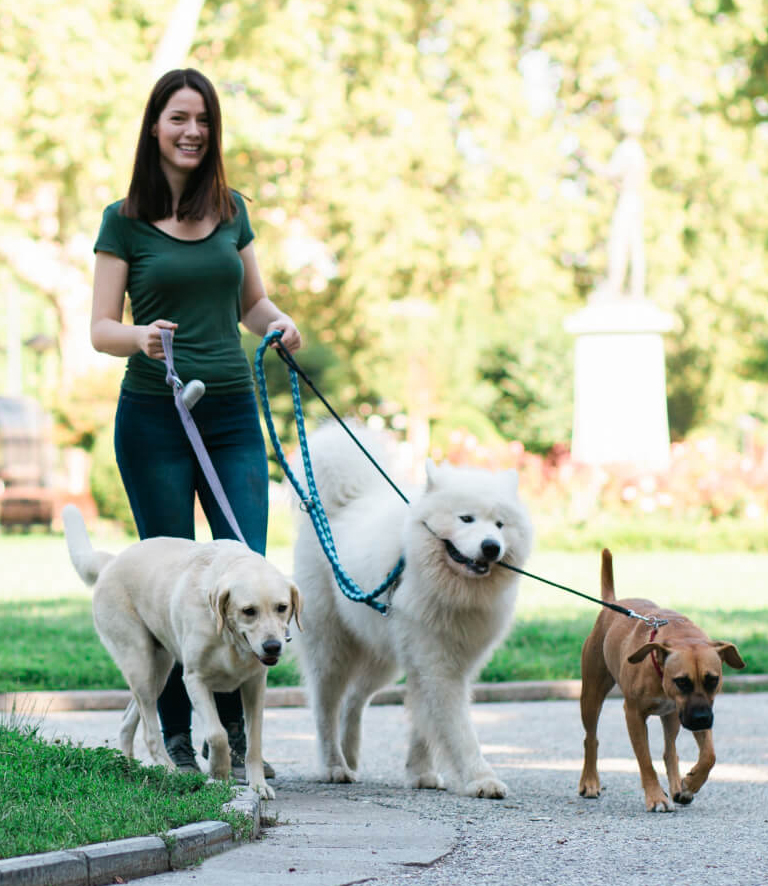 Dog Walker Insurance Cost - March 2024